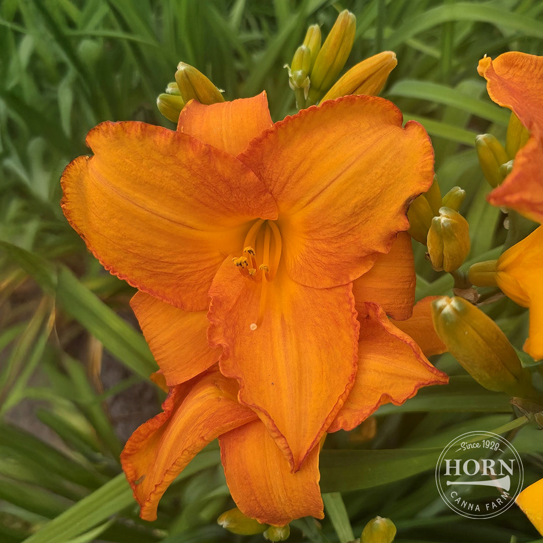 Mauno Loa Daylily Flower Bulbs