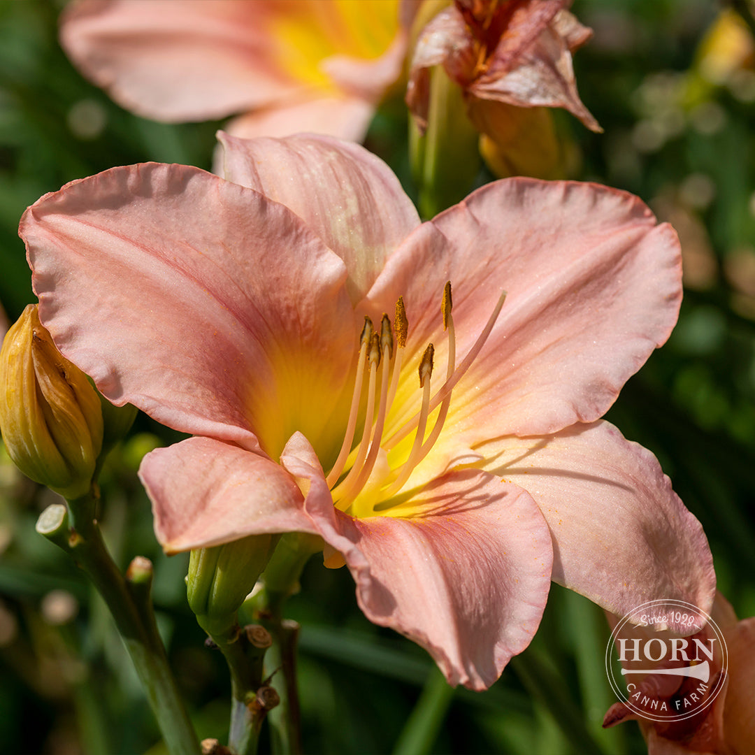 day lily flower My Melinda Daylily Flower Bulbs
