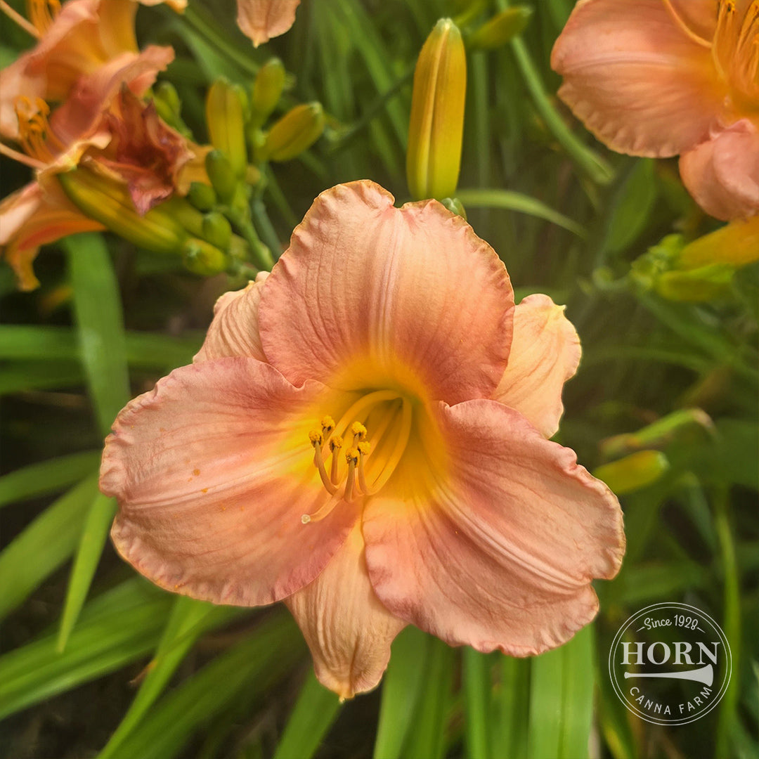 My Melinda Daylily Flower Bulbs