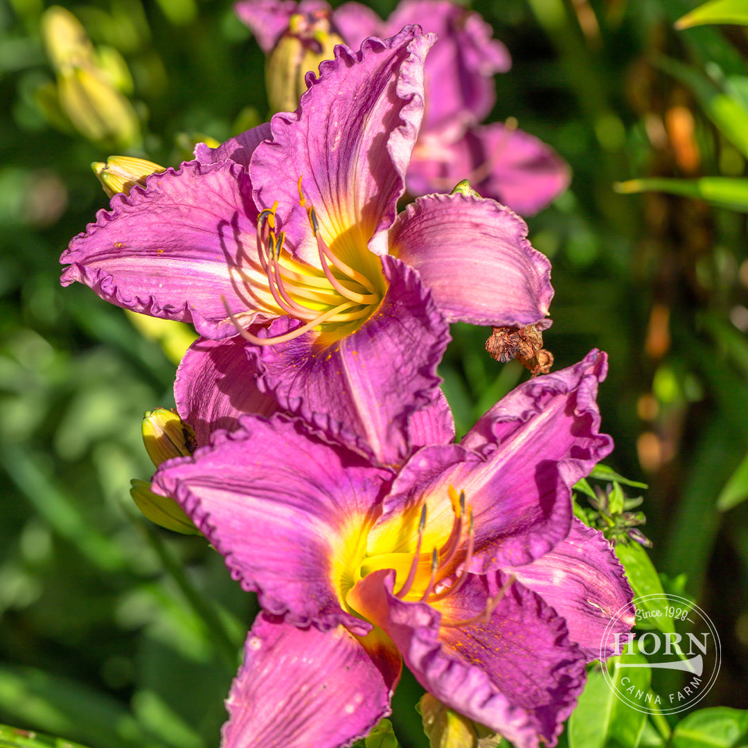 Prairie Blue Eyes Daylily Flower Bulbs