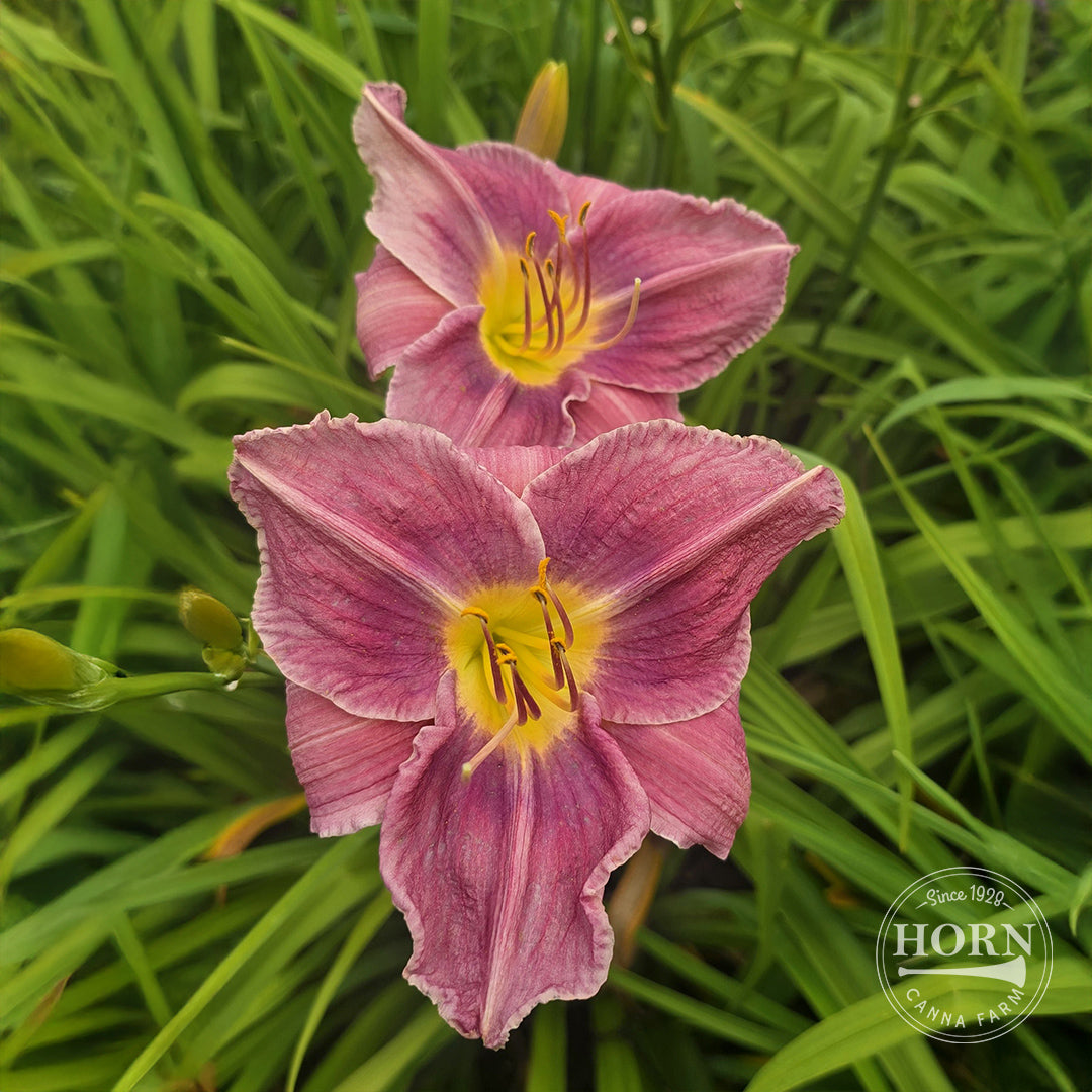 Prairie Blue Eyes Daylily Flower Bulbs