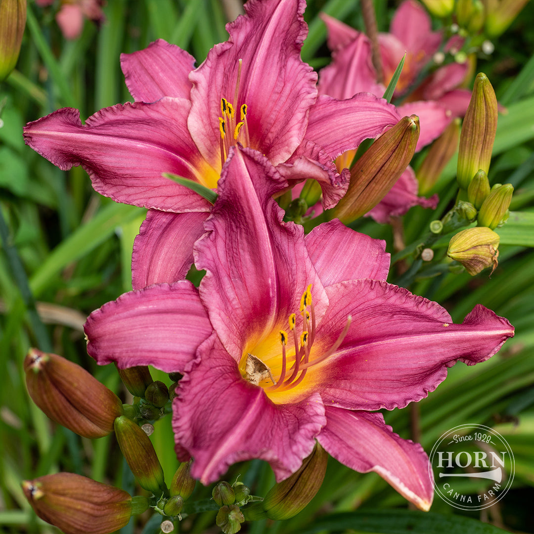 Rose Red Ruffles Daylily Flower Bulbs