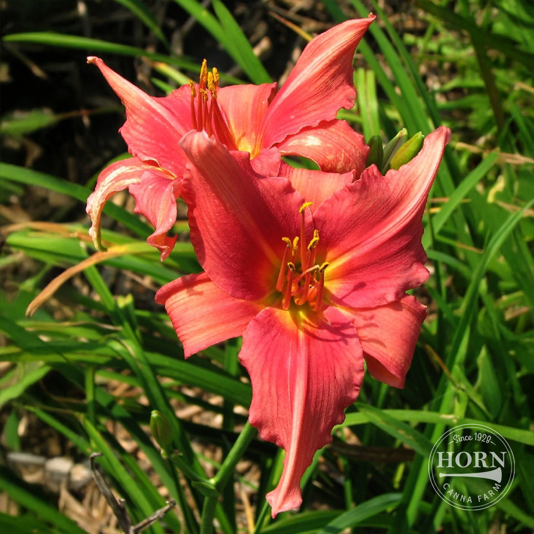Rose Red Ruffles Daylily Flower Bulbs
