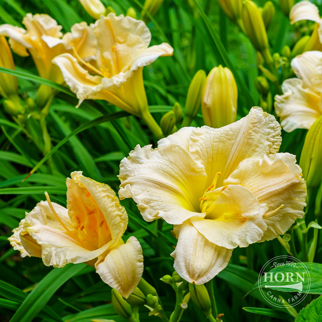 Siloam Rainbow Magic Daylily Flower Bulbs