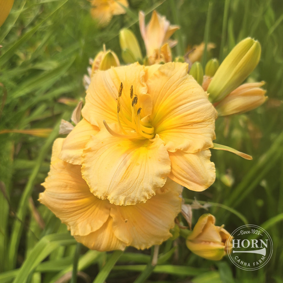 Siloam Rainbow Magic Daylily Flower Bulbs