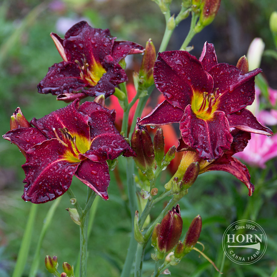 ball lily flower Strutter's Ball Daylily Flower Bulbs – Horn Canna Farm