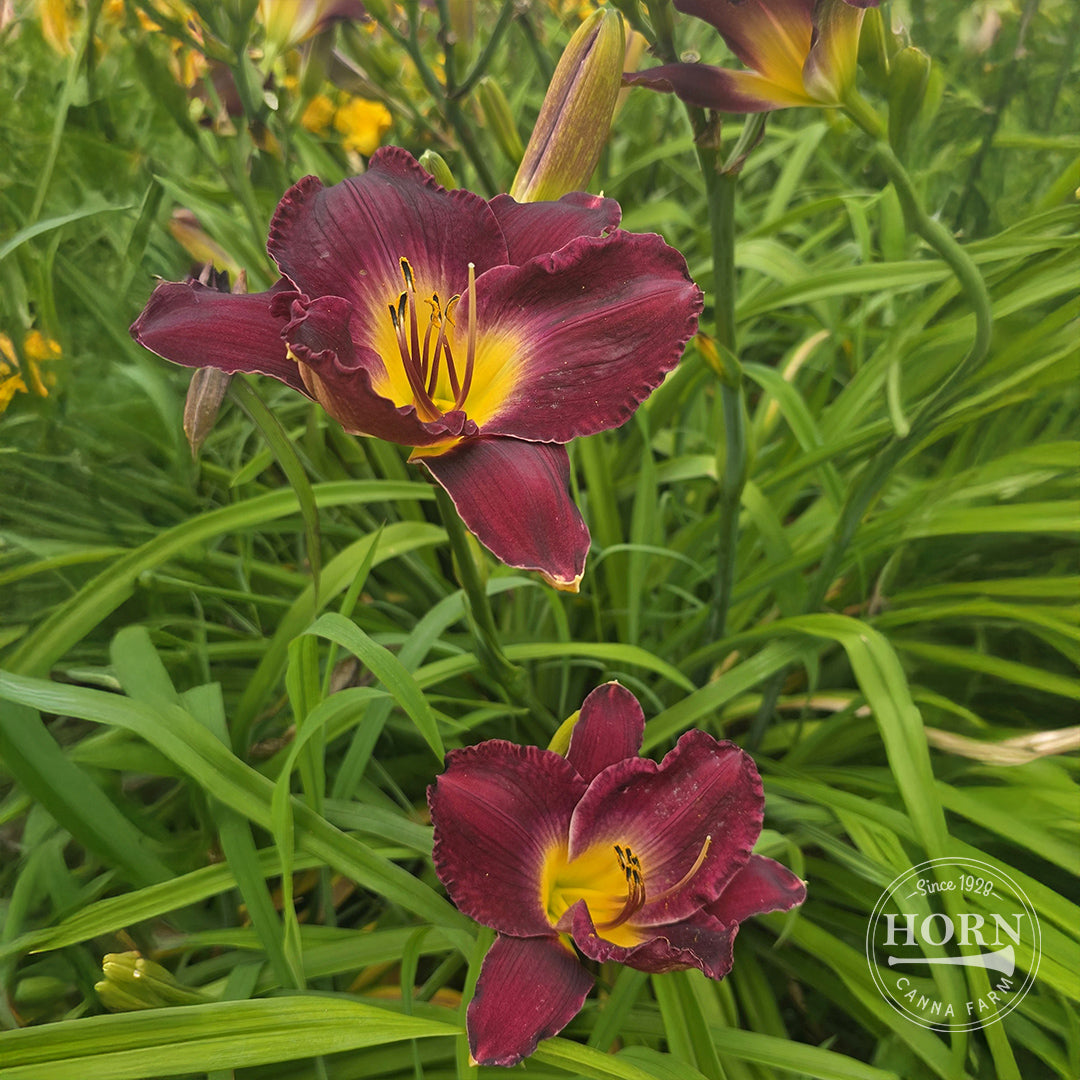 Strutter's Ball Daylily Flower Bulbs