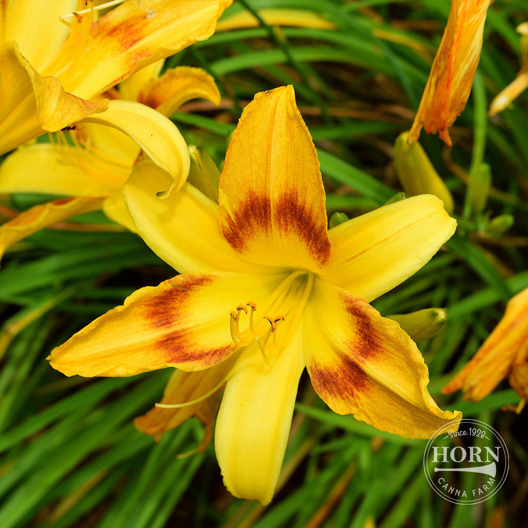 day lily flower Wilson's Yellow Daylily Flower Bulbs – Horn Canna Farm