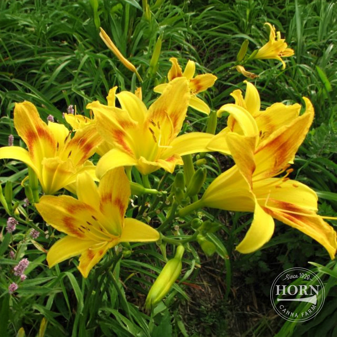 Wilson's Yellow Daylily Flower Bulbs