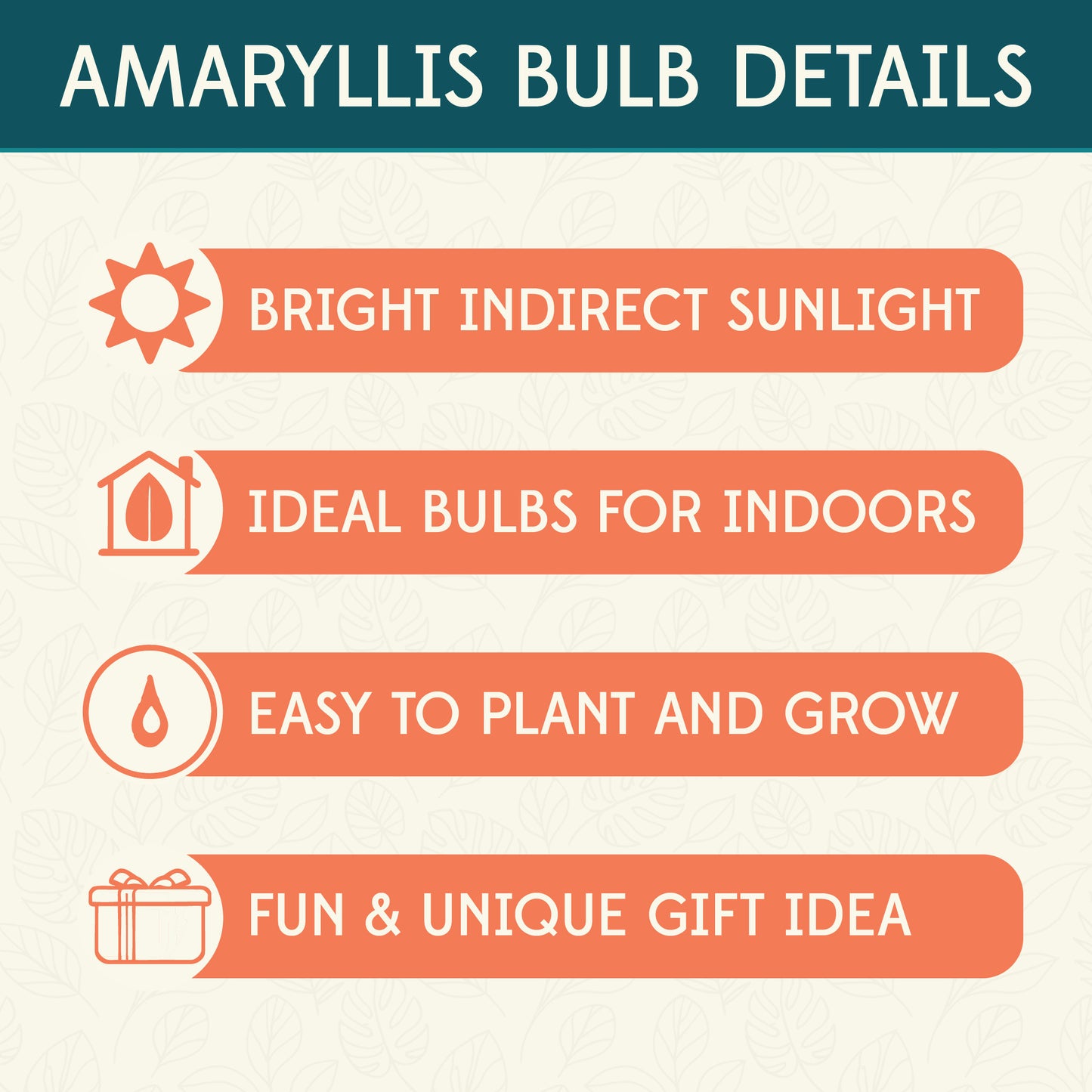 White Amadeus Double Amaryllis Flower Bulbs