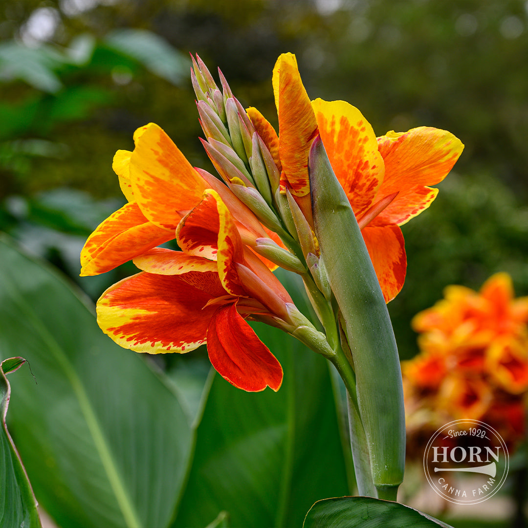 canna lily yellow flower Color Clown Canna Flower Bulbs – Horn Canna Farm