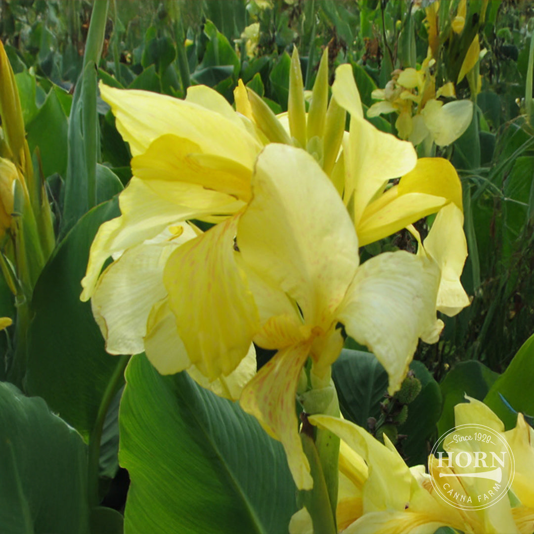 Eureka Canna Flower Bulbs