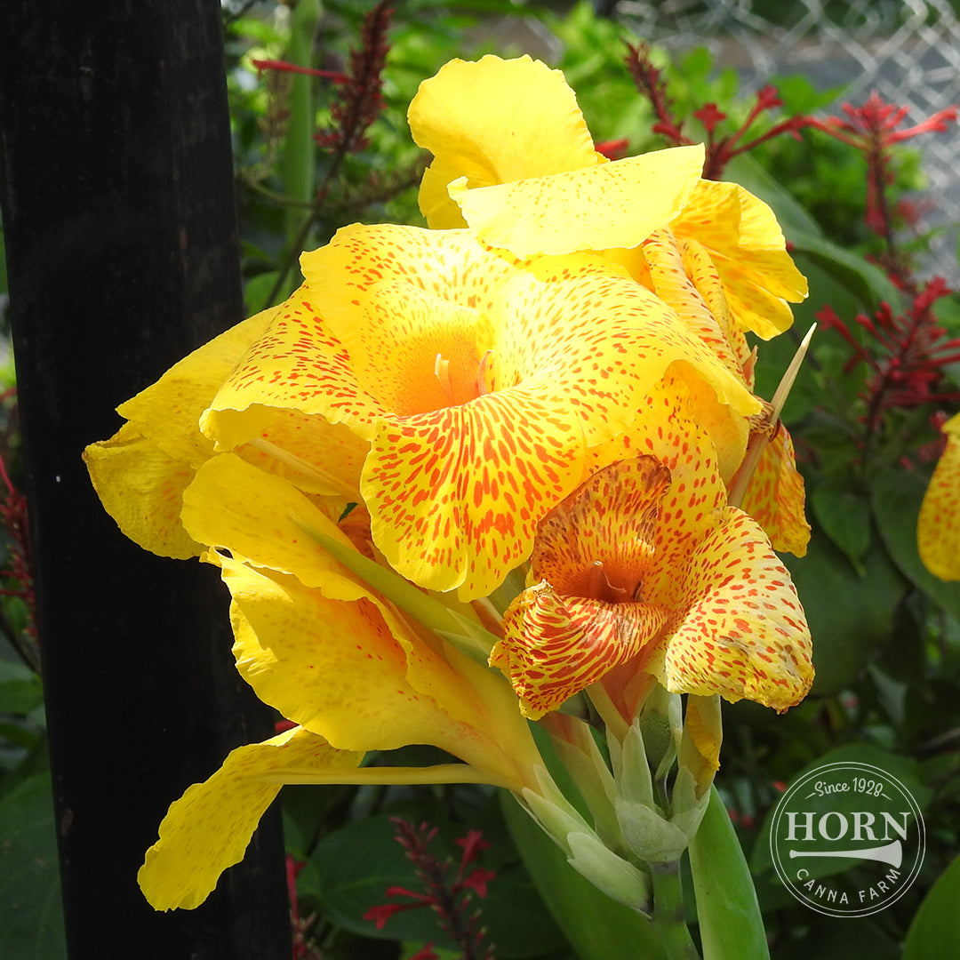 canna lily yellow flower Florence Vaughan Canna Flower Bulbs