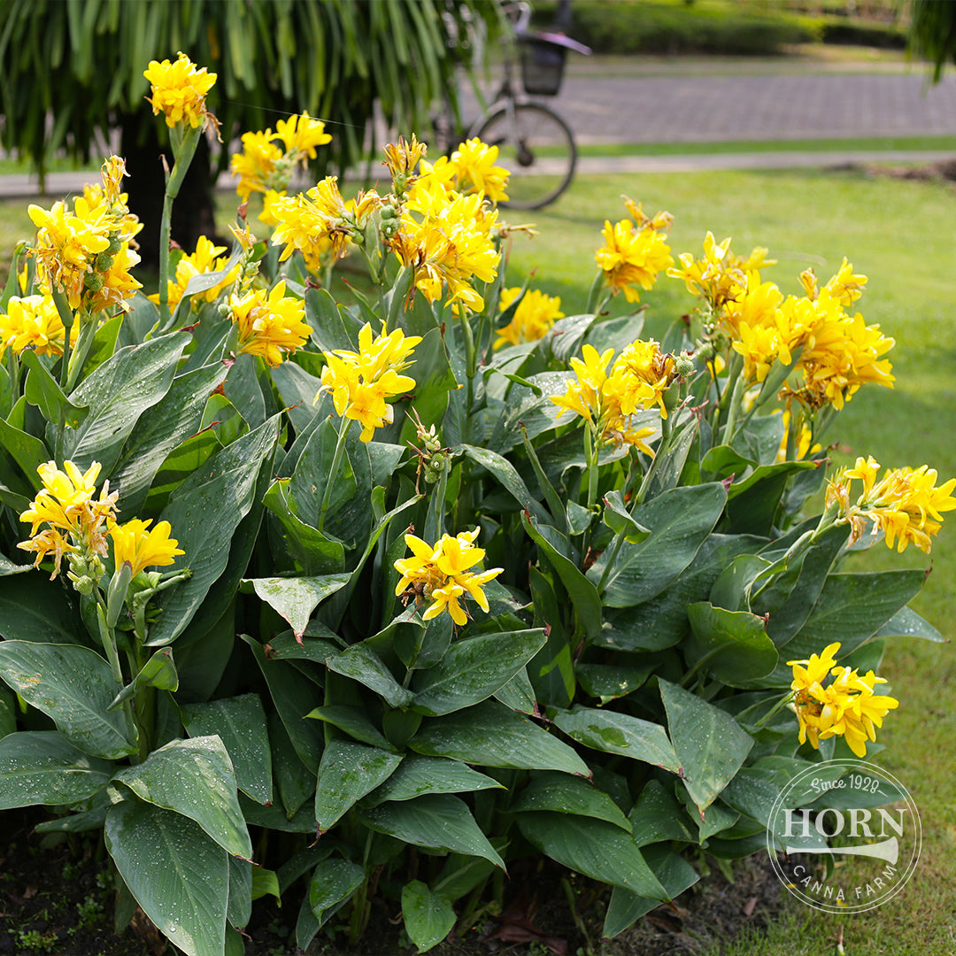 yellow flowering plants for pots Harvest Yellow Bulk 50-Pack Canna Flower Bulbs – Horn Canna Farm
