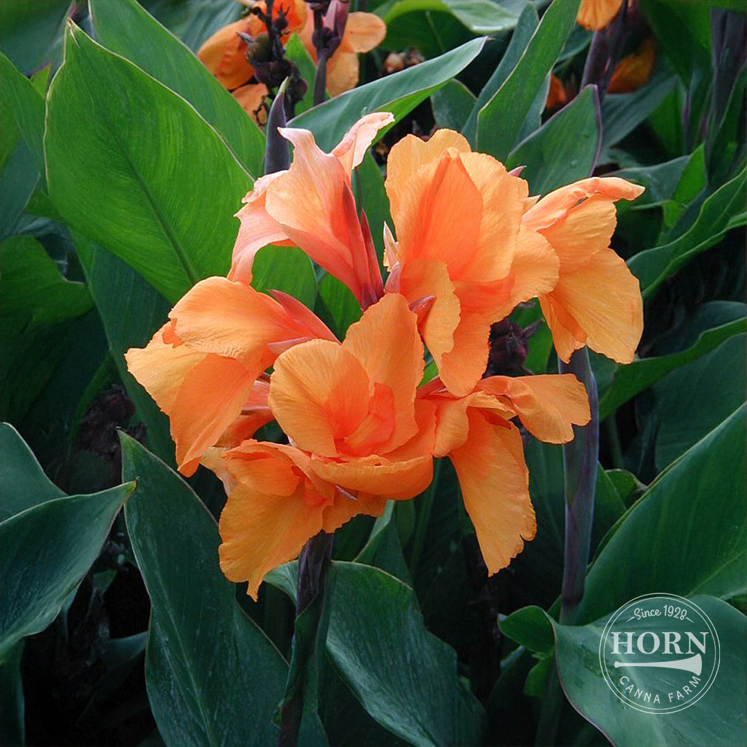 lily canna flower Tangelo Canna Flower Bulbs