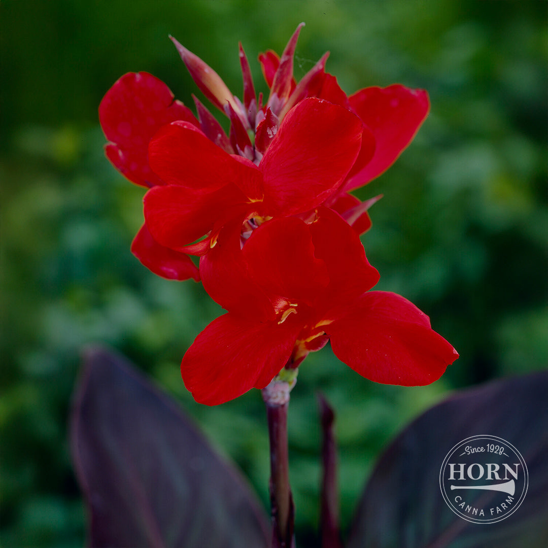 valentine lily flower Valentine Canna Flower Bulbs – Horn Canna Farm
