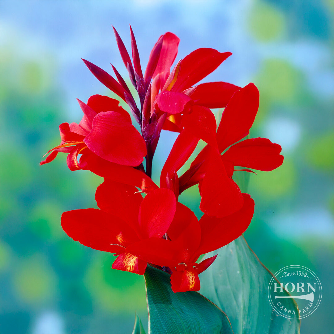 lily canna flower Regal Red Canna Flower Bulbs – Horn Canna Farm
