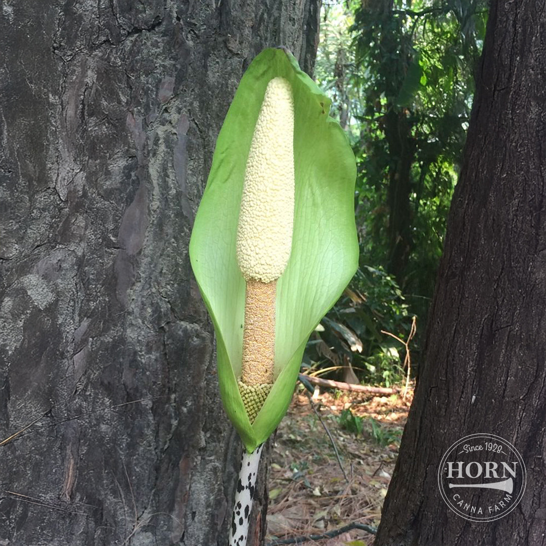 Napalanse Voo Doo Lily Flower Bulbs – Horn Canna Farm