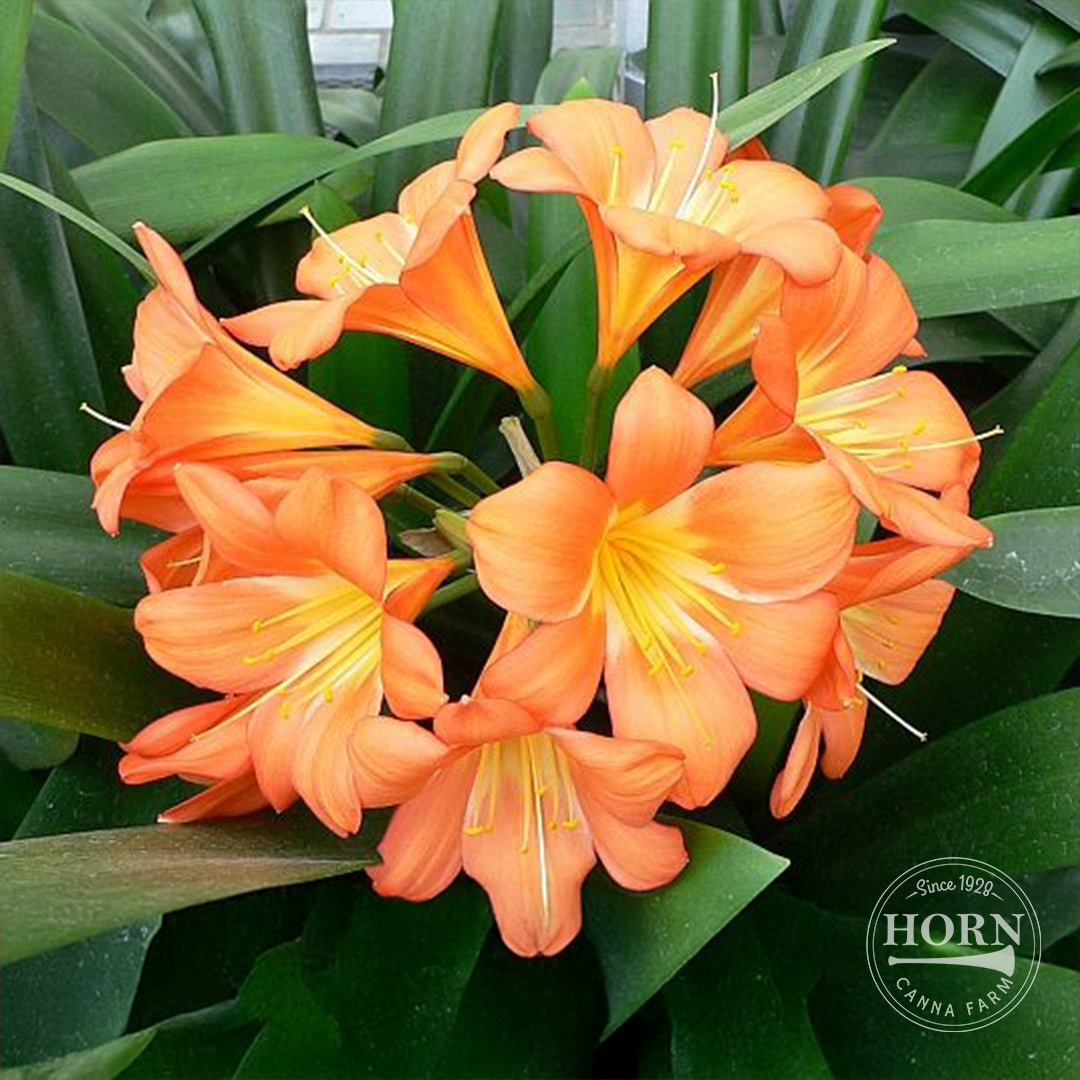 Natal Lily Pre-Potted Plant