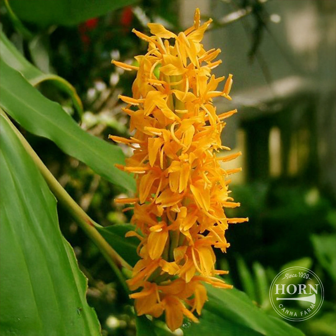 Desniflorum Ginger Lily Flower Bulbs – Horn Canna Farm