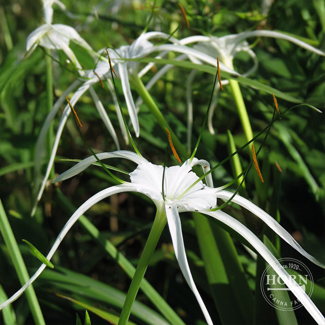 peruvian spider lily Peruvian Daffodil Flower Bulbs