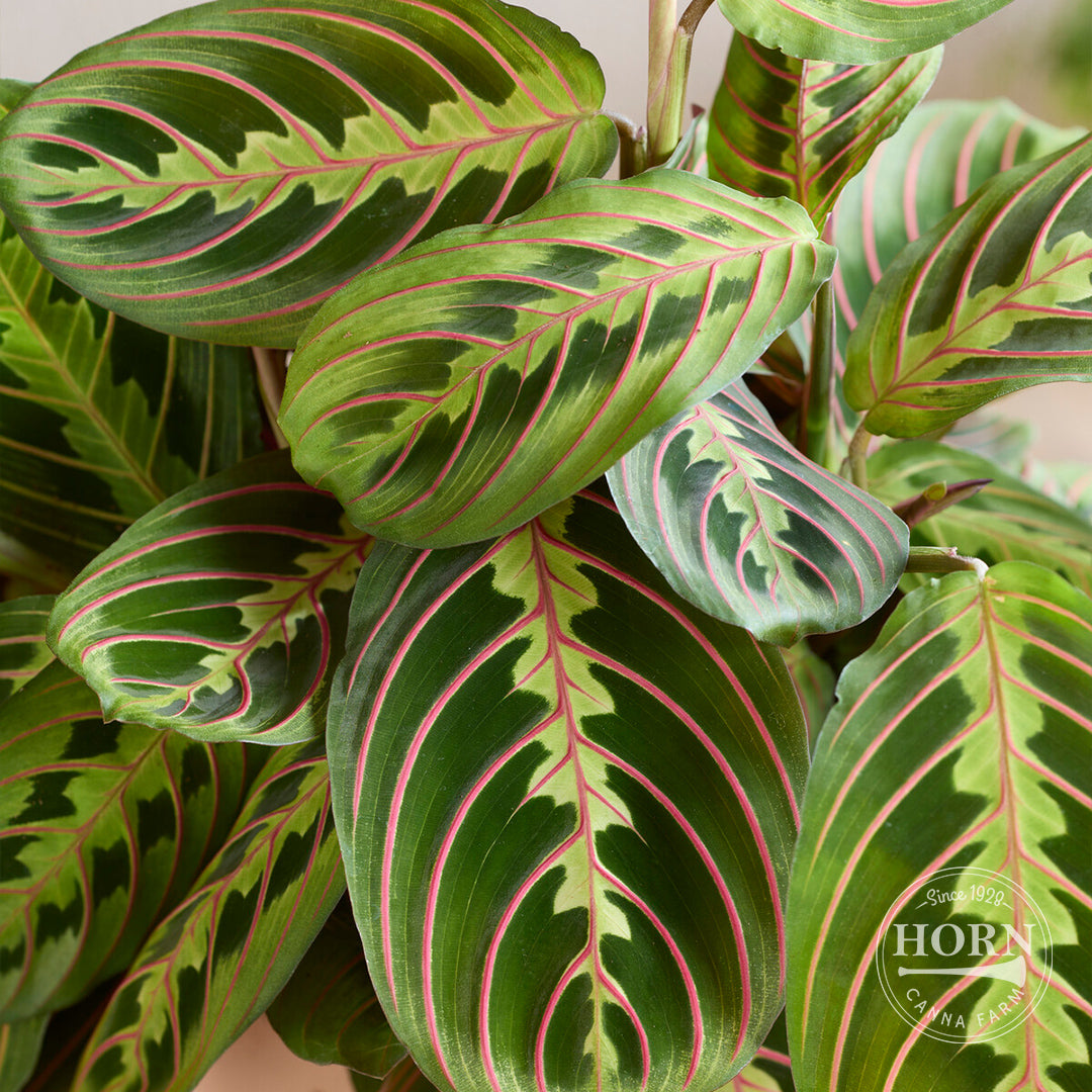 prayer plant open and close Prayer Plant Flower Bulbs – Horn Canna Farm