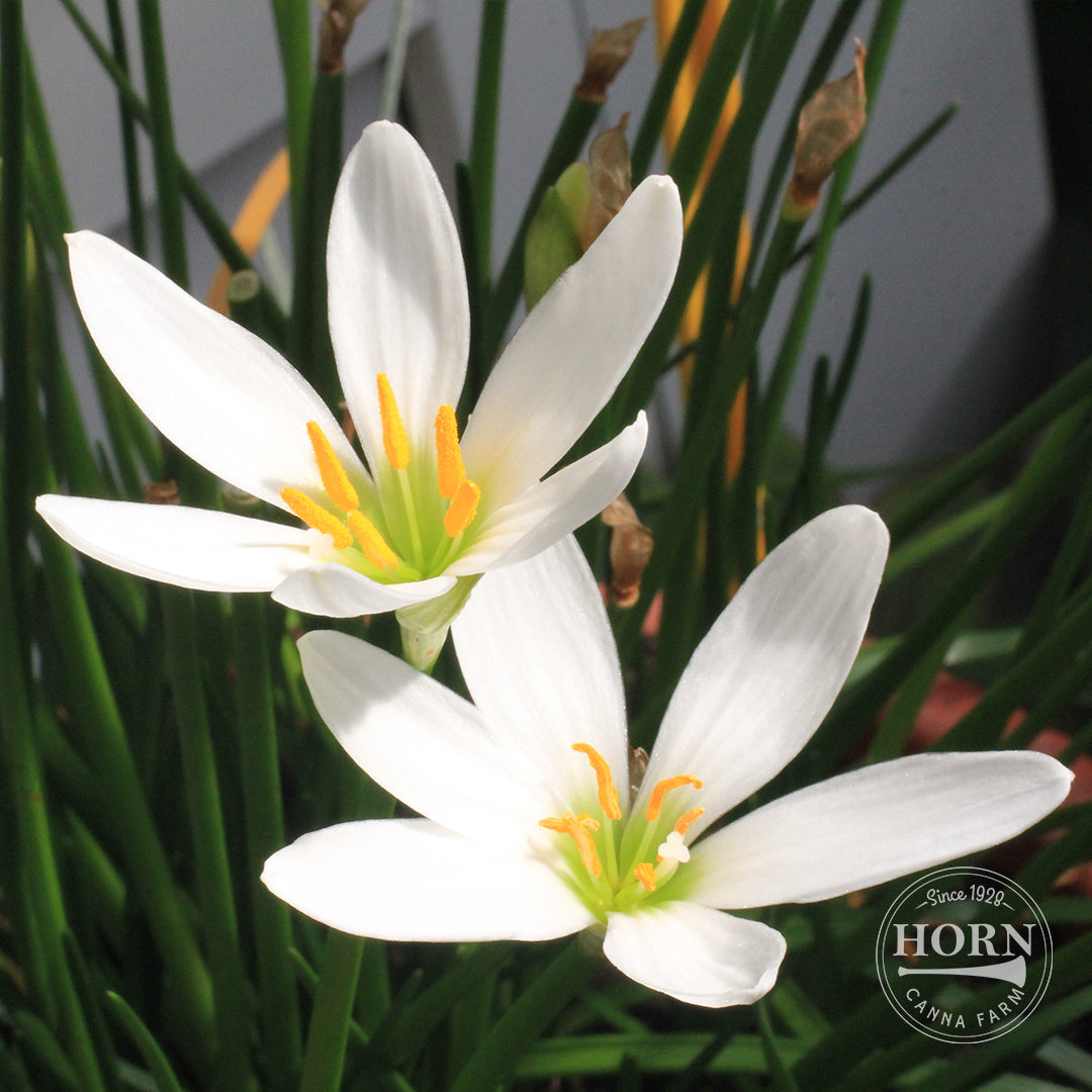 Candida Rain Lily Flower Bulbs