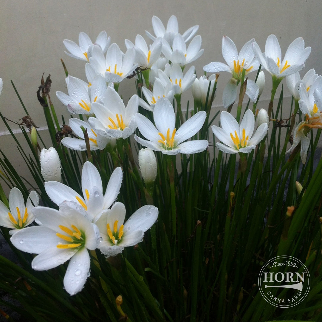 white canna lily bulbs Candida Rain Lily Flower Bulbs – Horn Canna Farm