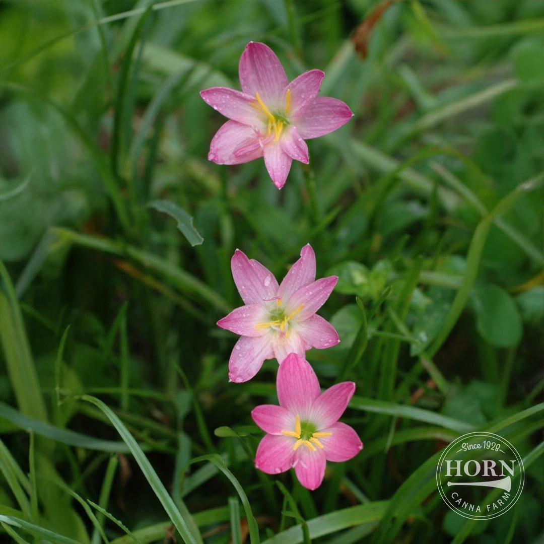 Rosea Rain Lily Flower Bulbs