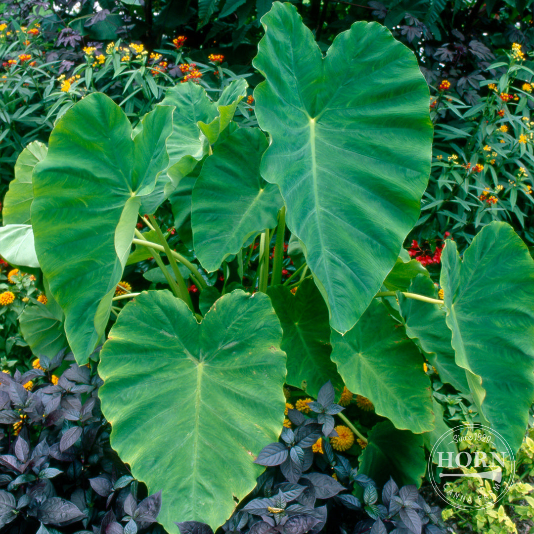 elephant ear bulbs planting Colocasia Elephant Ear Flower Bulbs – Horn Canna Farm