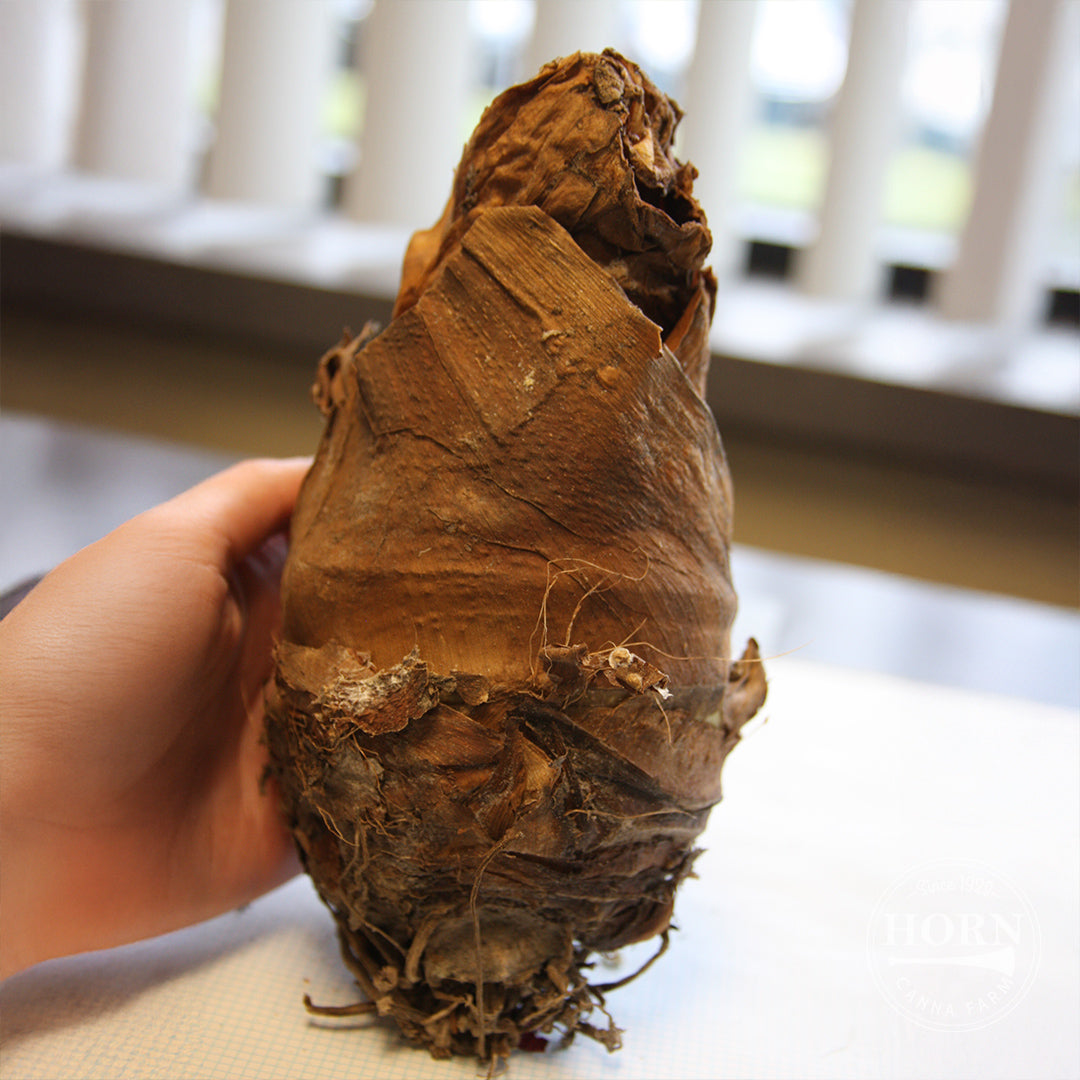 Illustris Elephant Ear Flower Bulbs