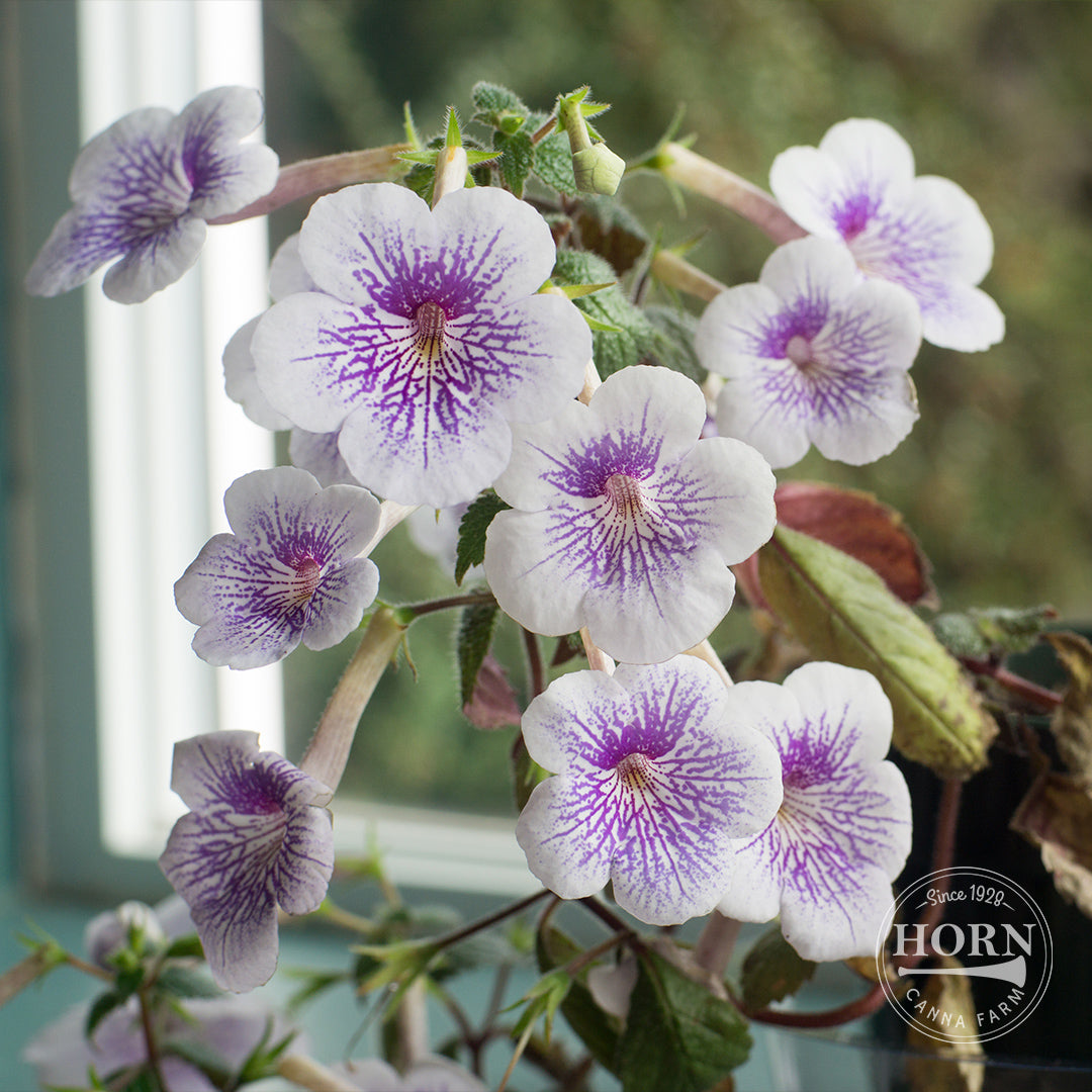 Blue Sparks Star of India Pre-Potted Plant