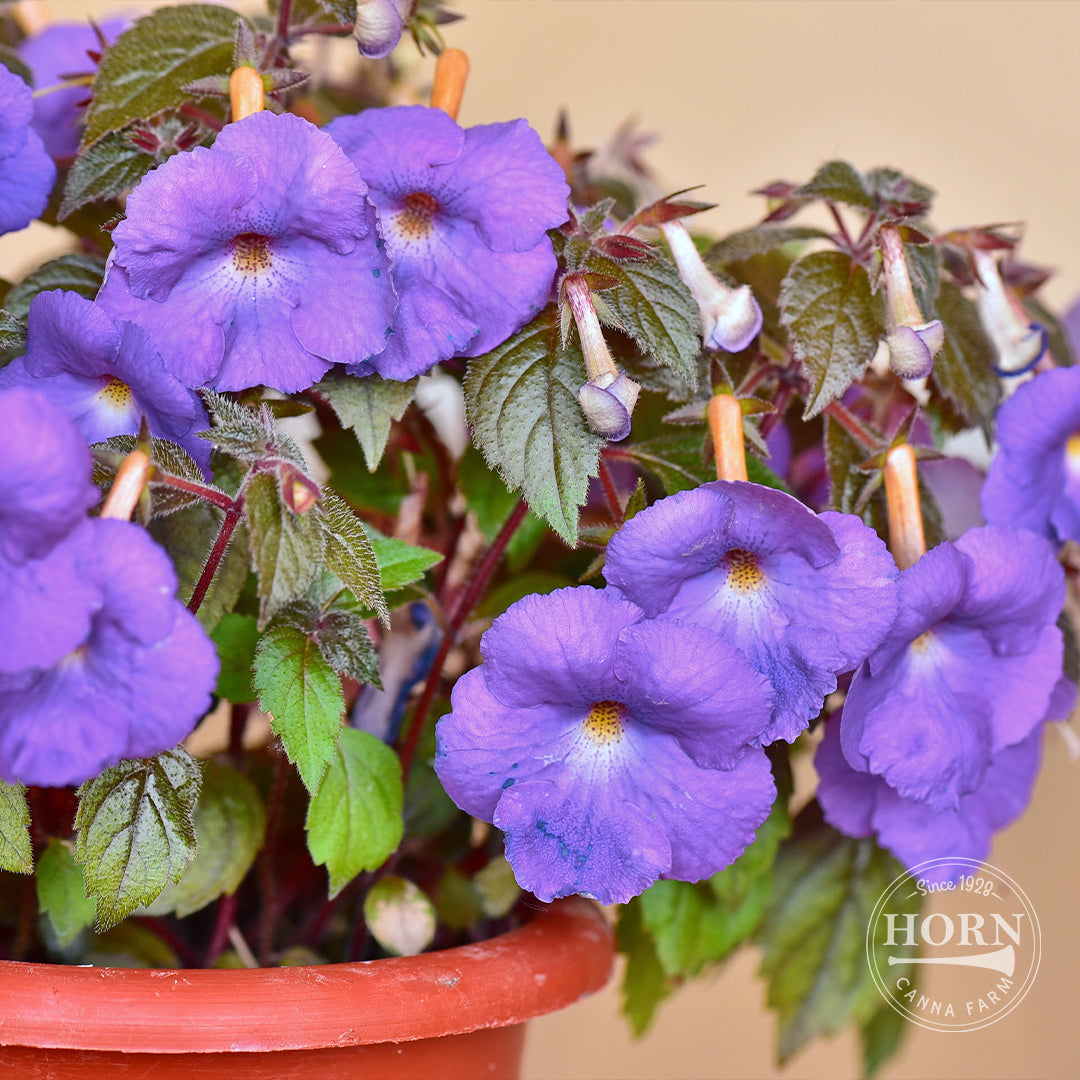 Cattleya Star of India Pre-Potted Plant
