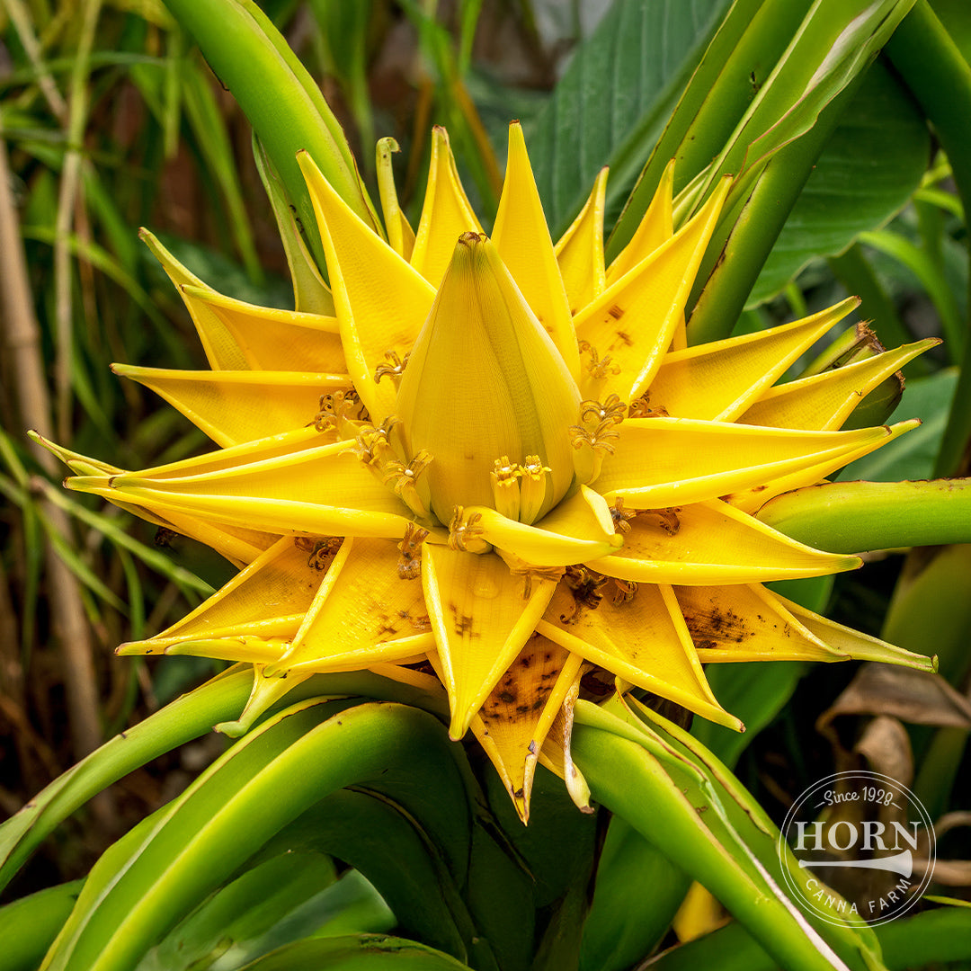 China Champa Pre-Potted Banana Plant