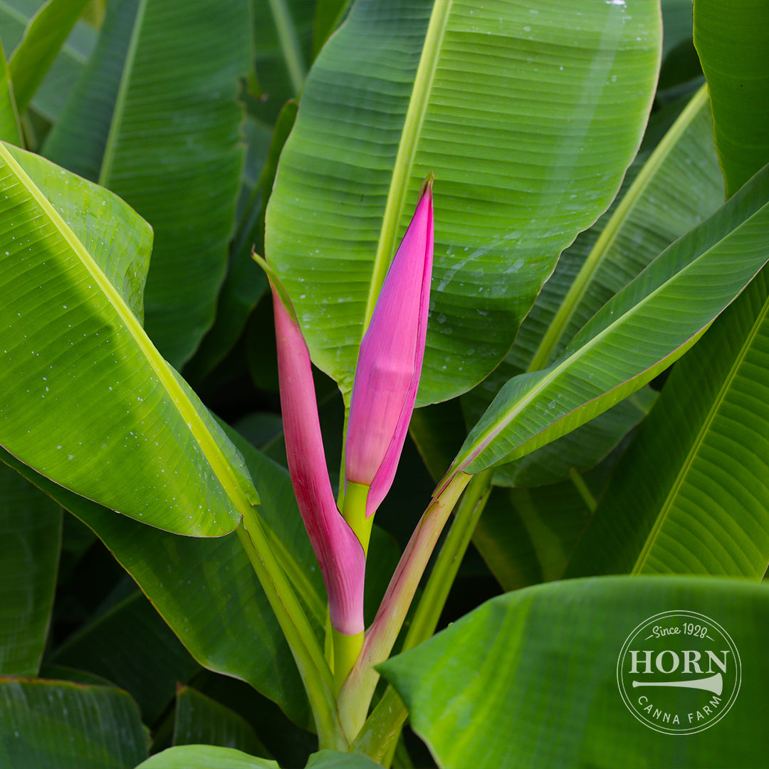 where to buy pre potted plants Dwarf Pre-Potted Banana Plant – Horn Canna Farm