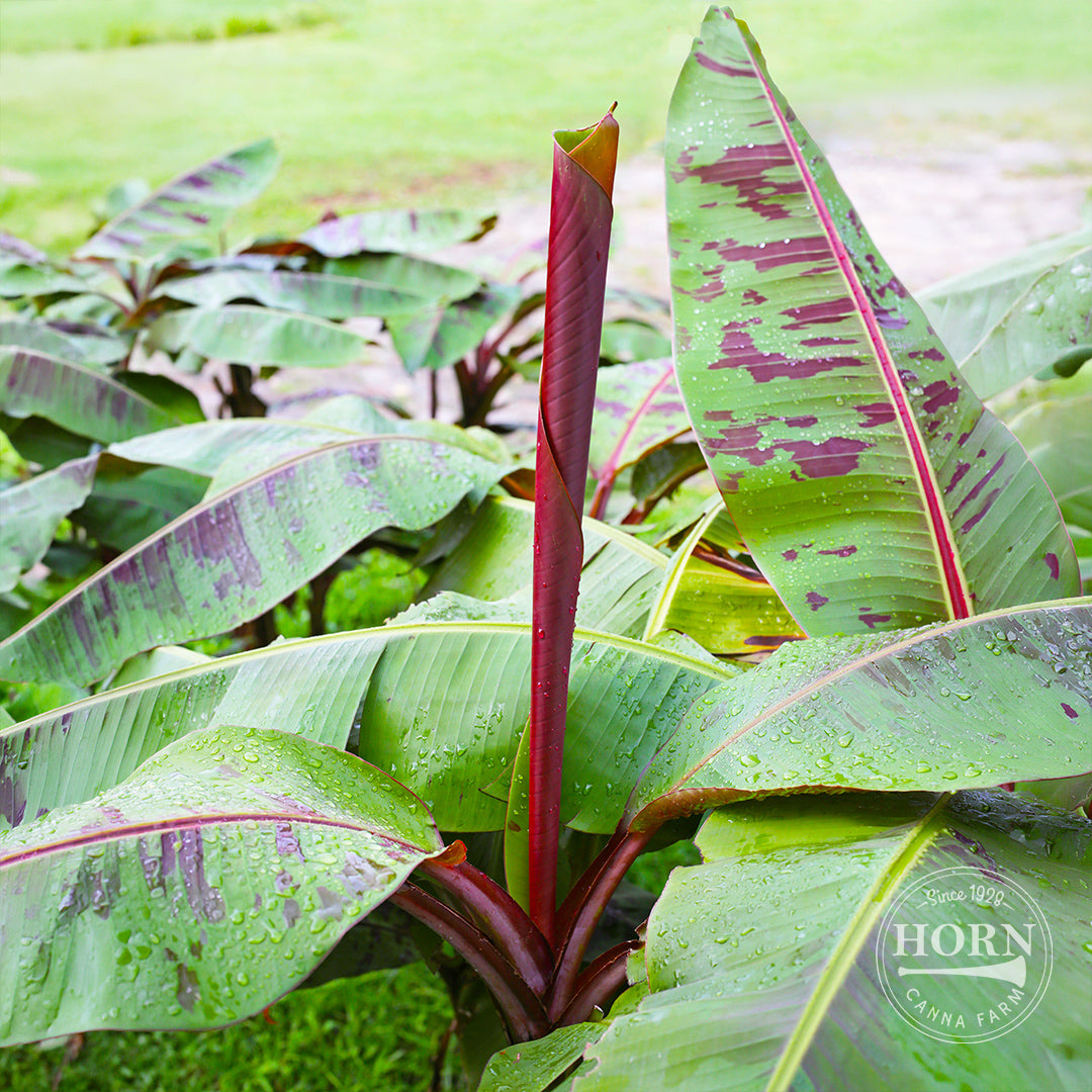 potting banana plants Zebrina Rojo Pre-Potted Banana Plant – Horn Canna Farm