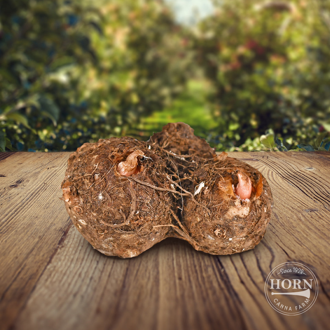 Florida Calypso Caladium Flower Bulbs