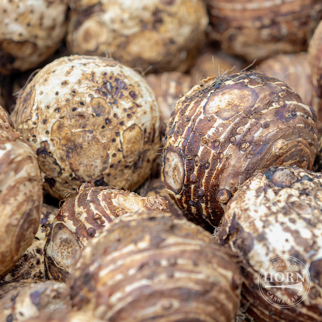Redemption Elephant Ear Flower Bulbs
