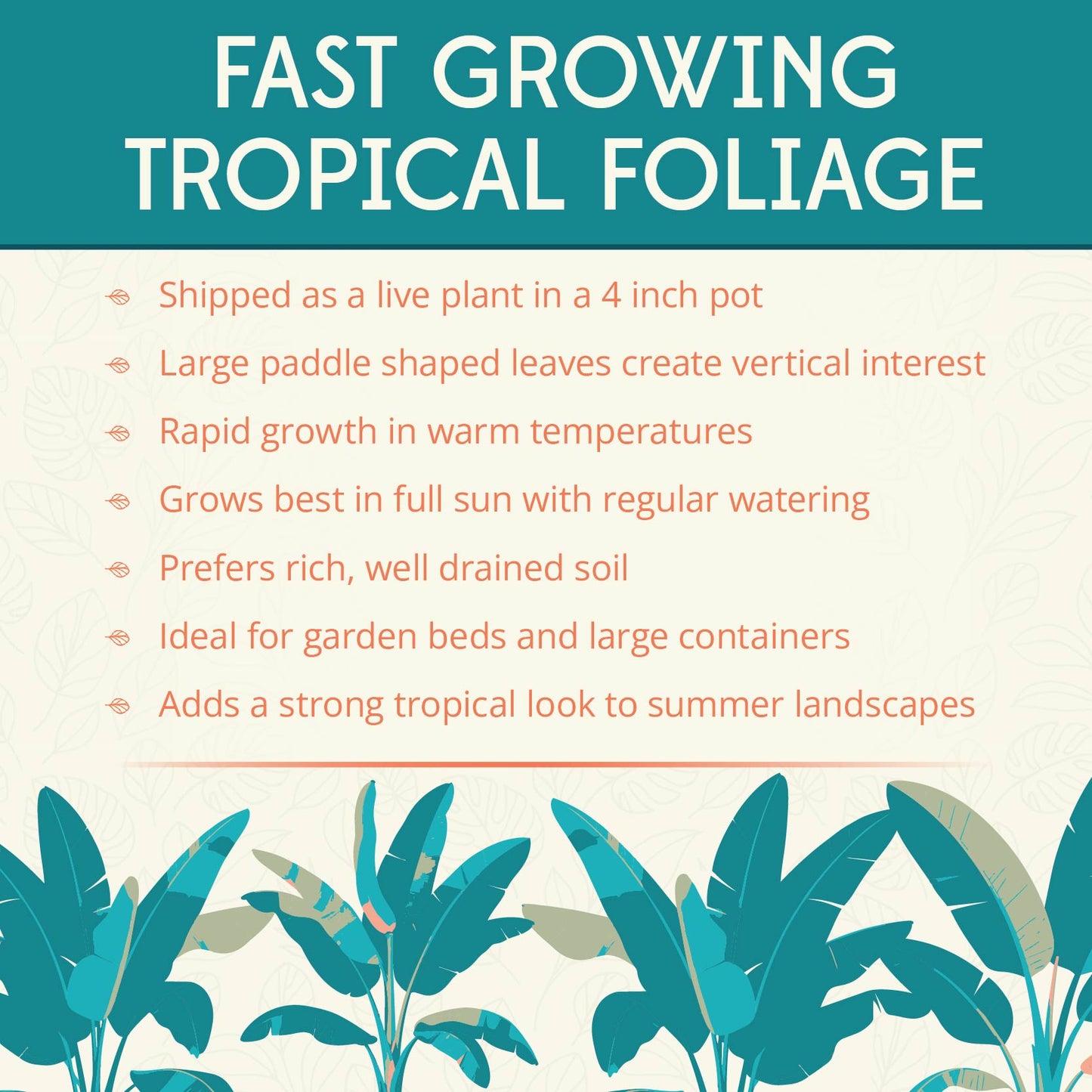 Sikkimensis Bengal Tiger Pre-Potted Banana Plant