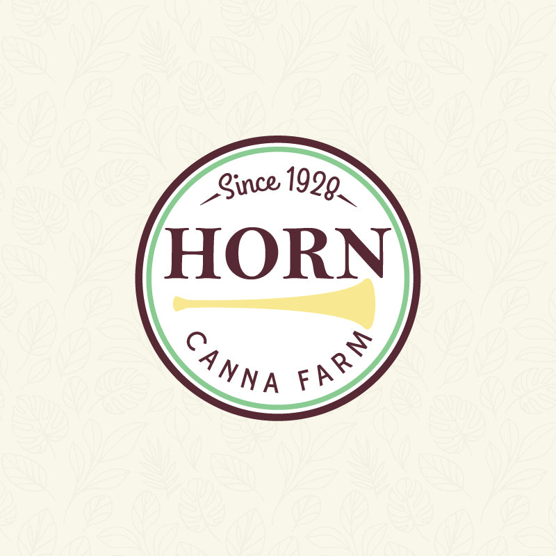 Natal Lily Pre-Potted Plant