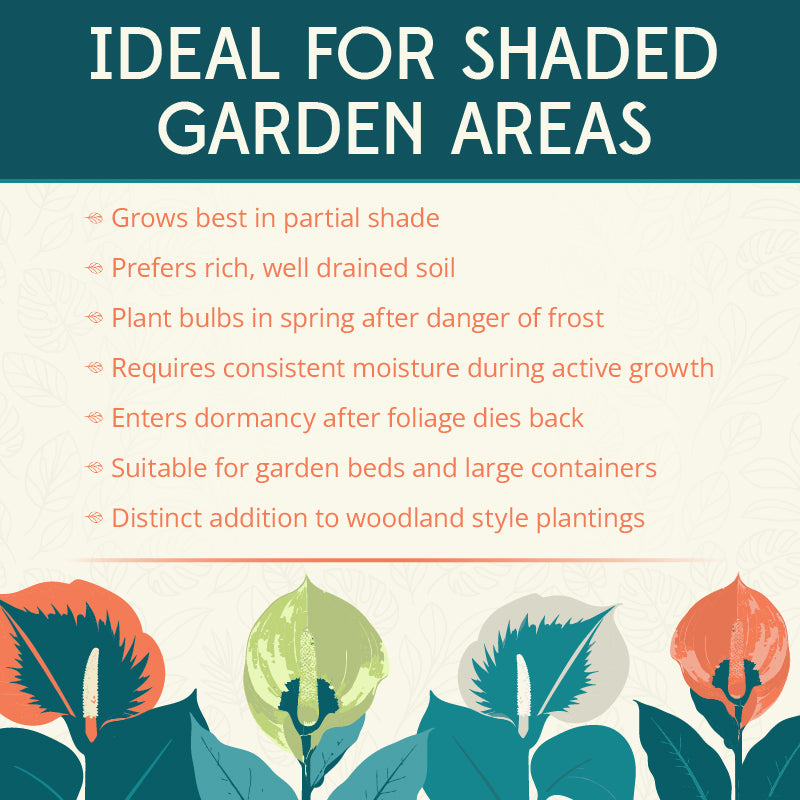 Bulbifer Voo Doo Lily Flower Bulbs