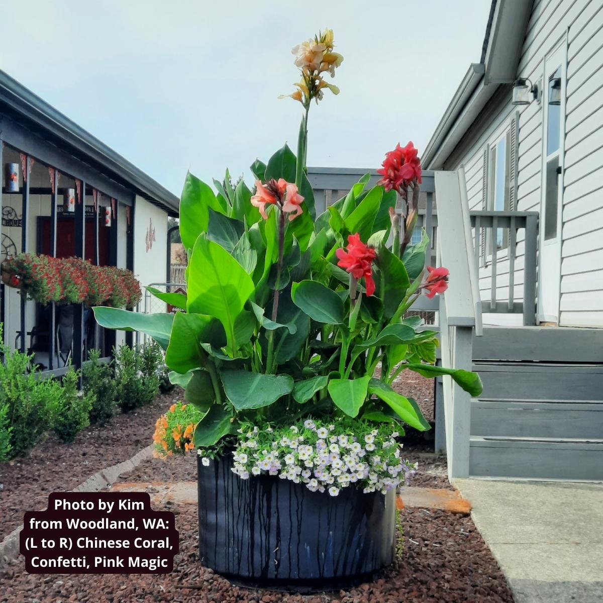 Confetti Canna Flower Bulbs