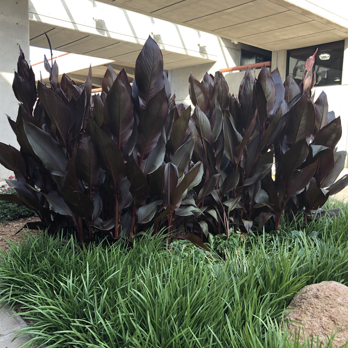 Australia Bulk 50-Pack Canna Flower Bulbs