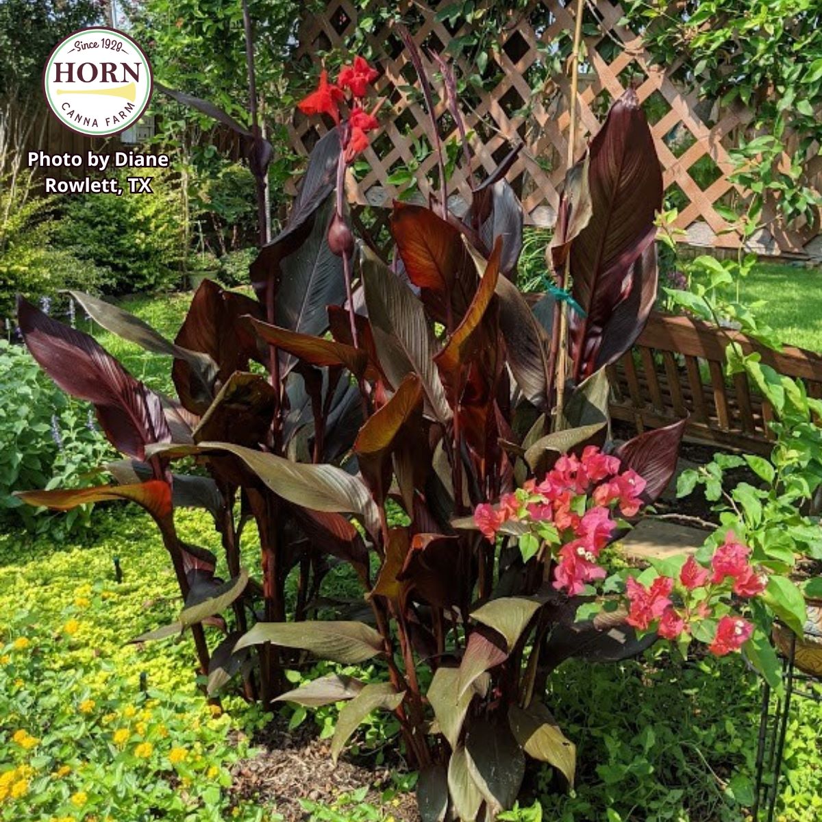 Australia Bulk 50-Pack Canna Flower Bulbs