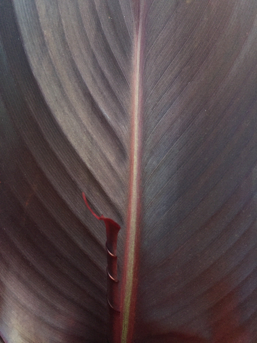 Australia Canna Flower Bulbs