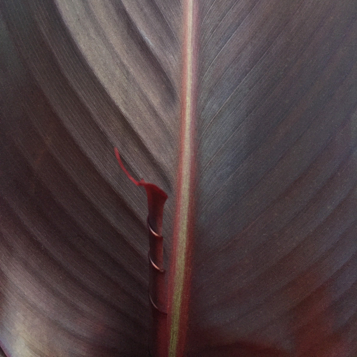 Australia Bulk 50-Pack Canna Flower Bulbs