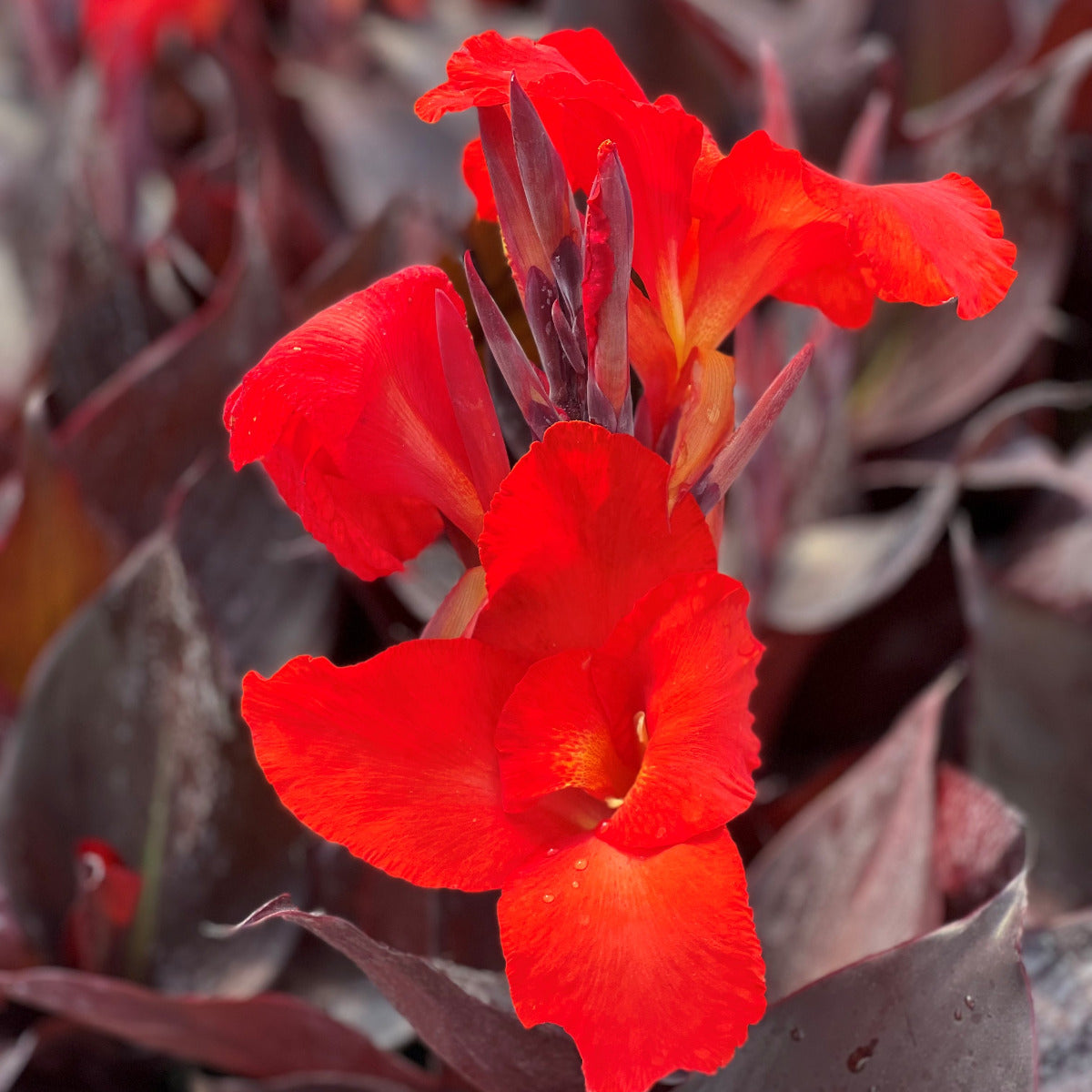 Australia Bulk 50-Pack Canna Flower Bulbs