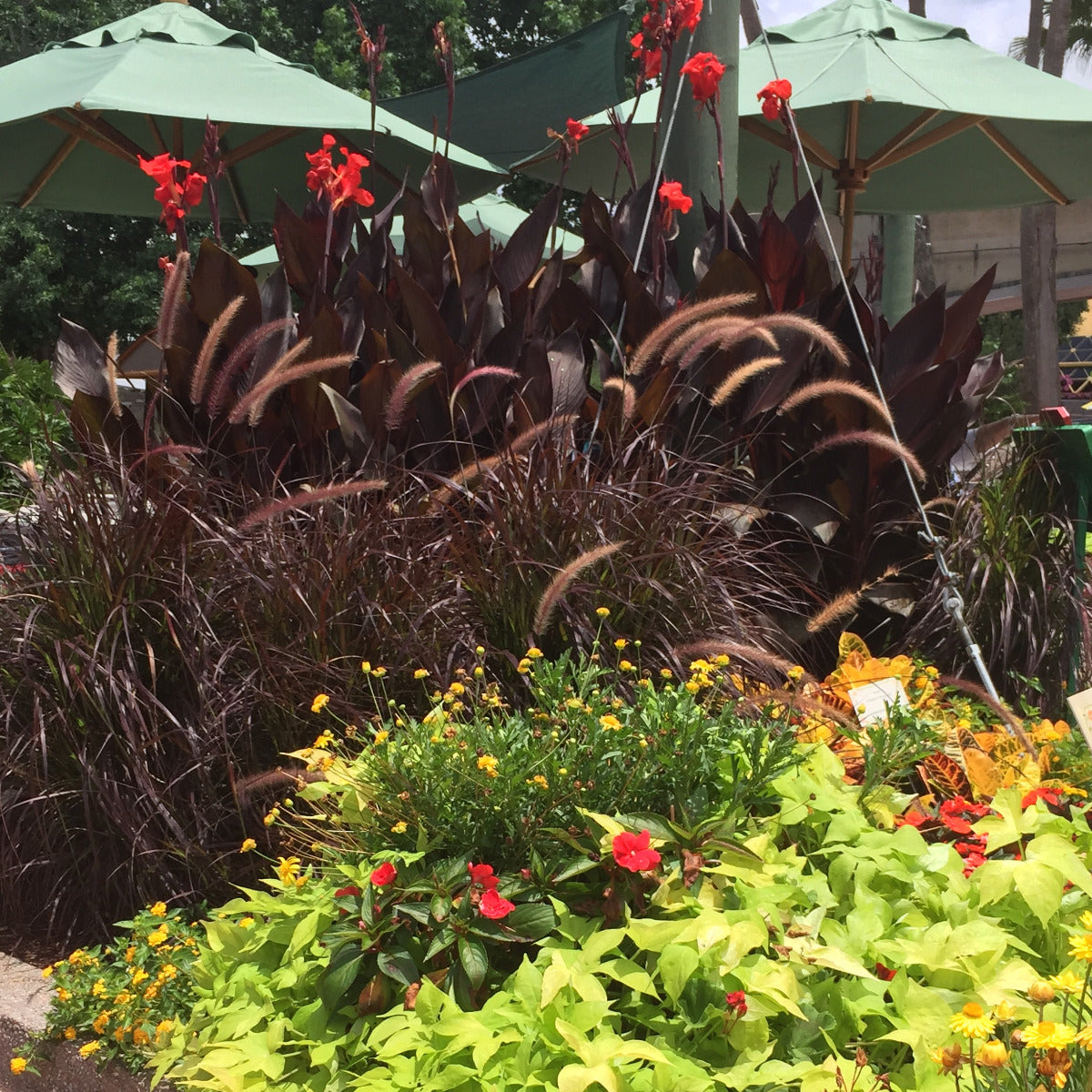 Australia Canna Flower Bulbs
