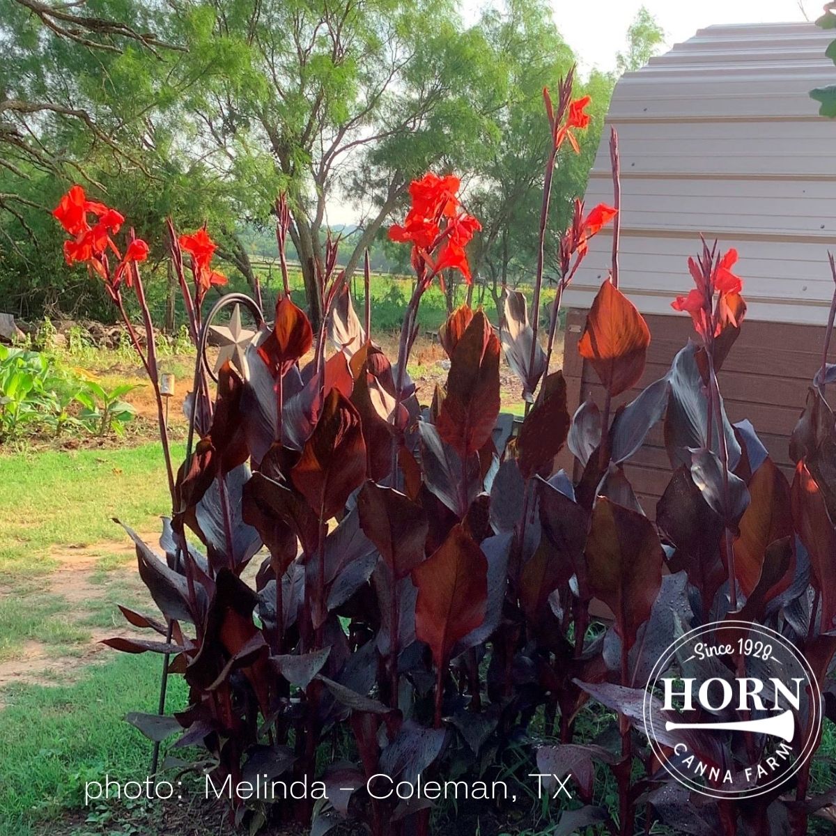 Australia Canna Flower Bulbs