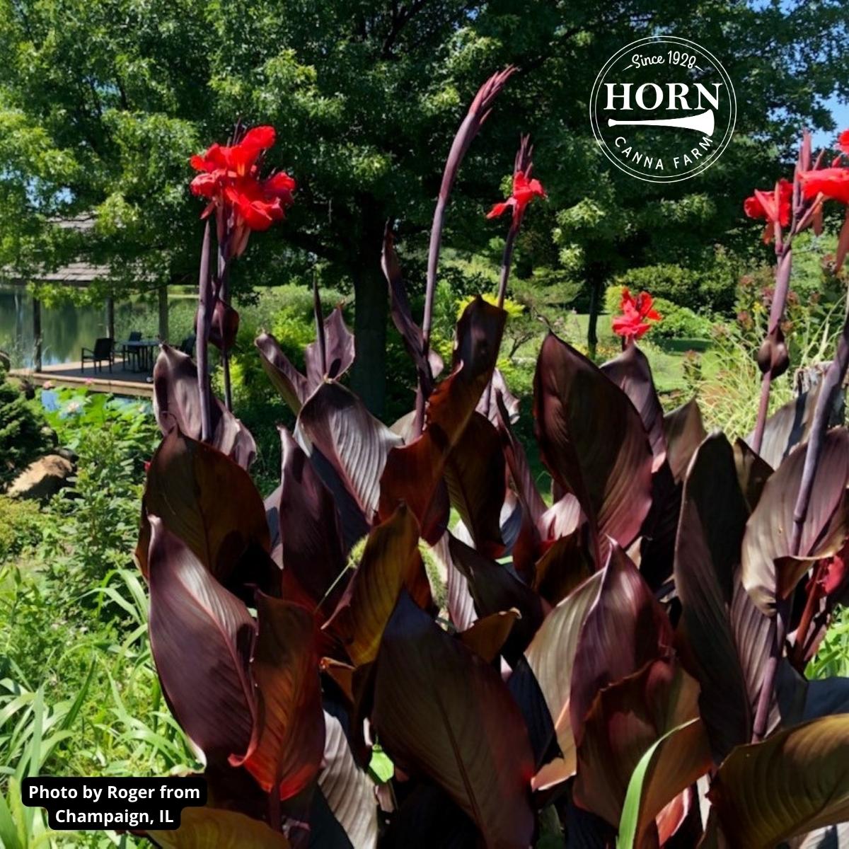 Australia Bulk 25-Pack Canna Flower Bulbs